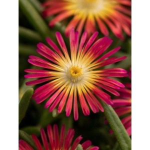 słonecznica Coopera (Delosperma cooperi) Delmara™ Red- Świat bylin - sklep internetowy