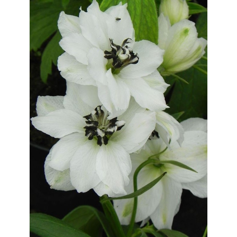 ostróżka wyniosła (Delphinium elatum New Millennium) Black Eyed Angels- Świat bylin - sklep internetowy