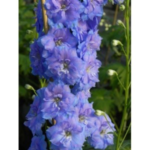 ostróżka wyniosła (Delphinium elatum New Millennium) Blue Lace- Świat bylin - sklep internetowy