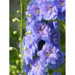 ostróżka wyniosła (Delphinium elatum New Millennium) Blue Lace- Świat bylin - sklep internetowy