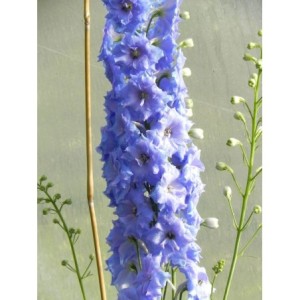 ostróżka wyniosła (Delphinium elatum New Millennium) Blue Lace- Świat bylin - sklep internetowy