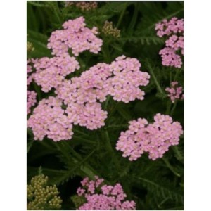 krwawnik pospolity (Achillea millefolium) Lilac Beauty- Świat bylin - sklep internetowy