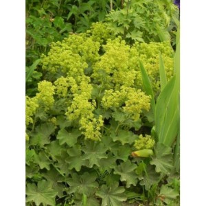przywrotnik ostroklapowy (Alchemilla mollis) Irish Silk- Świat bylin - sklep internetowy