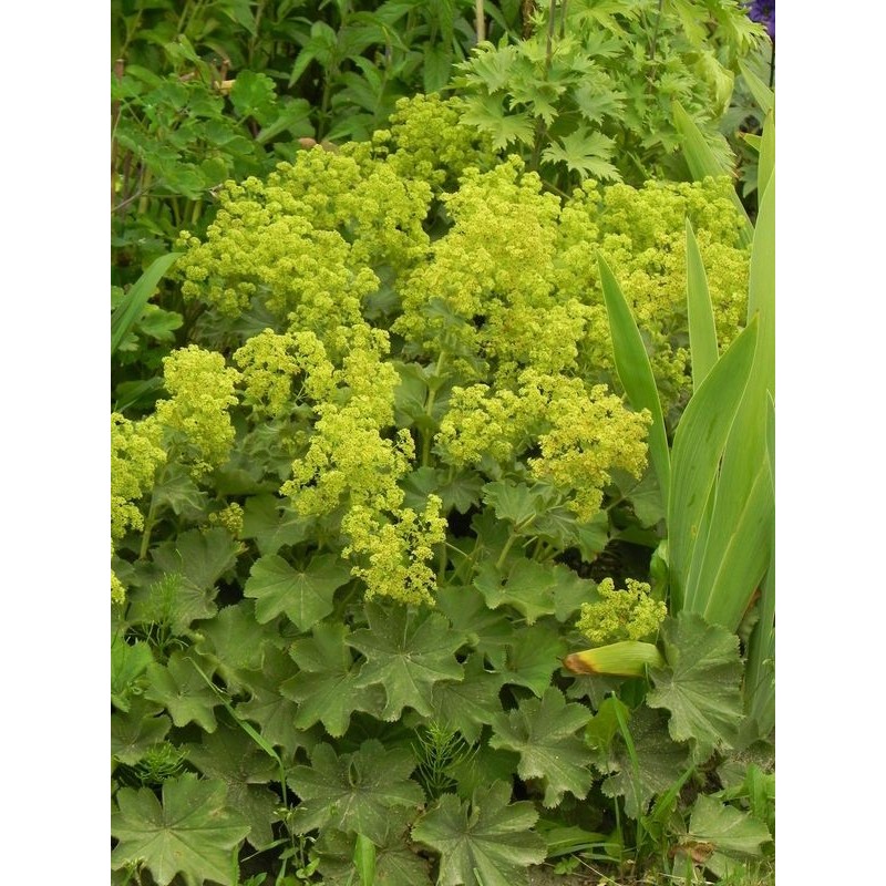 przywrotnik ostroklapowy (Alchemilla mollis) Irish Silk- Świat bylin - sklep internetowy