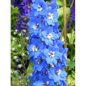 ostróżka wyniosła (Delphinium elatum New Millennium) Cobalt Dreams- Świat bylin - sklep internetowy