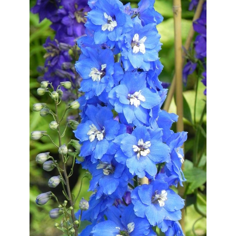 ostróżka wyniosła (Delphinium elatum New Millennium) Cobalt Dreams- Świat bylin - sklep internetowy