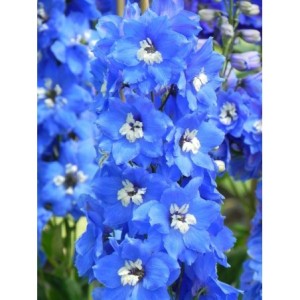 ostróżka wyniosła (Delphinium elatum New Millennium) Cobalt Dreams- Świat bylin - sklep internetowy