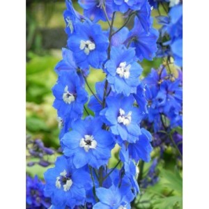 ostróżka wyniosła (Delphinium elatum New Millennium) Cobalt Dreams- Świat bylin - sklep internetowy