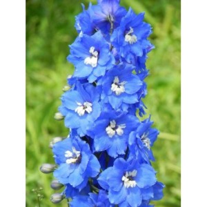 ostróżka wyniosła (Delphinium elatum New Millennium) Cobalt Dreams- Świat bylin - sklep internetowy