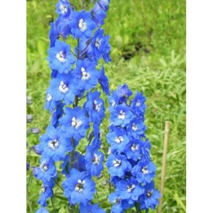 ostróżka wyniosła (Delphinium elatum New Millennium) Cobalt Dreams- Świat bylin - sklep internetowy