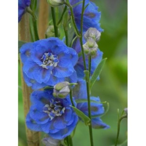 ostróżka wyniosła (Delphinium elatum New Millennium) Cobalt Dreams- Świat bylin - sklep internetowy
