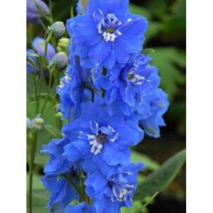 ostróżka wyniosła (Delphinium elatum New Millennium) Cobalt Dreams- Świat bylin - sklep internetowy