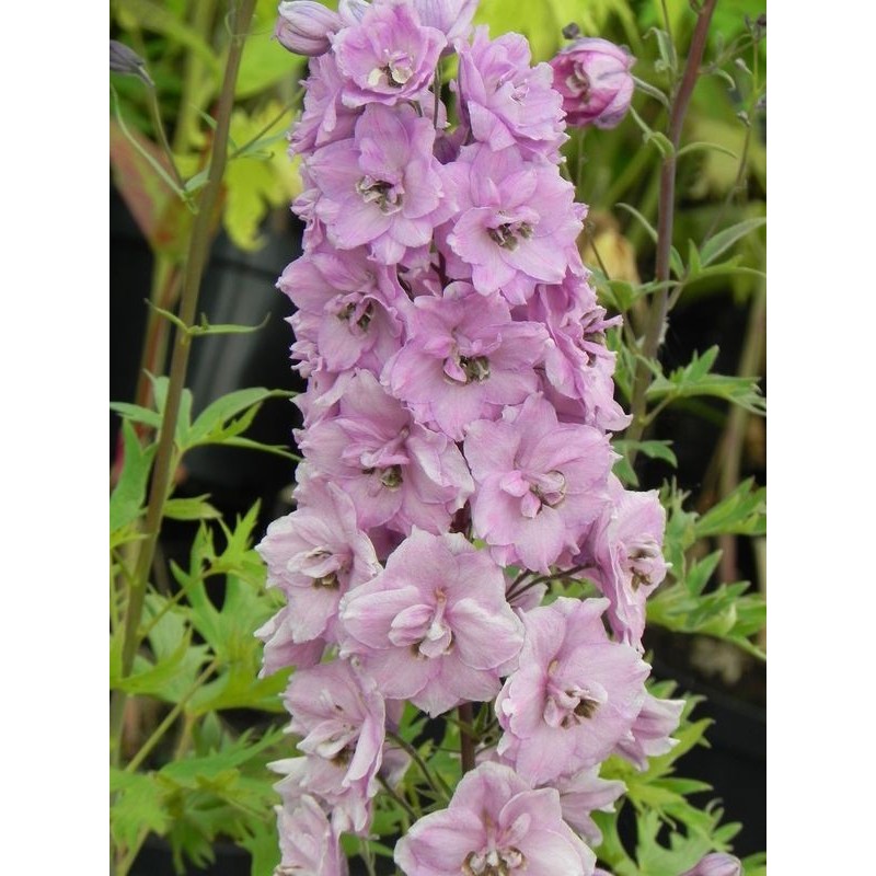 ostróżka wyniosła (Delphinium elatum New Millennium) Dusky Maidens- Świat bylin - sklep internetowy