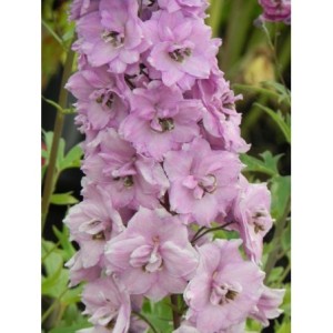 ostróżka wyniosła (Delphinium elatum New Millennium) Dusky Maidens- Świat bylin - sklep internetowy