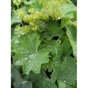 przywrotnik ostroklapowy (Alchemilla mollis) Irish Silk- Świat bylin - sklep internetowy