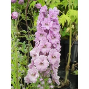 ostróżka wyniosła (Delphinium elatum New Millennium) Dusky Maidens- Świat bylin - sklep internetowy