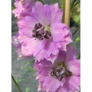 ostróżka wyniosła (Delphinium elatum New Millennium) Dusky Maidens- Świat bylin - sklep internetowy