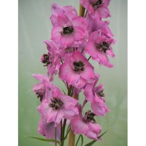 ostróżka wyniosła (Delphinium elatum New Millennium) Dusky Maidens- Świat bylin - sklep internetowy