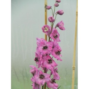 ostróżka wyniosła (Delphinium elatum New Millennium) Dusky Maidens- Świat bylin - sklep internetowy