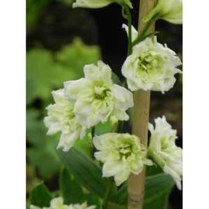 ostróżka wyniosła (Delphinium elatum New Millennium) Innocence- Świat bylin - sklep internetowy