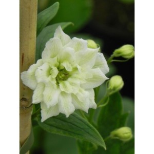 ostróżka wyniosła (Delphinium elatum New Millennium) Innocence- Świat bylin - sklep internetowy