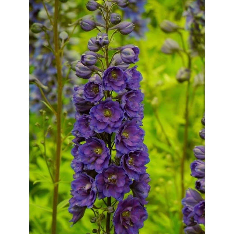ostróżka wyniosła (Delphinium elatum New Millennium) Pagan Purples- Świat bylin - sklep internetowy