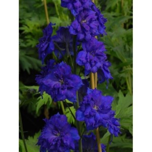 ostróżka wyniosła (Delphinium elatum New Millennium) Pagan Purples- Świat bylin - sklep internetowy