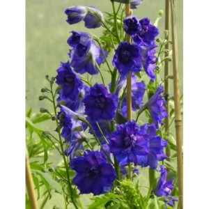 ostróżka wyniosła (Delphinium elatum New Millennium) Pagan Purples- Świat bylin - sklep internetowy