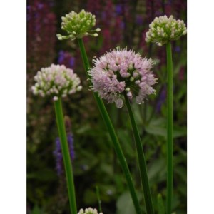czosnek kątowaty (Allium angulosum) Summer Beauty- Świat bylin - sklep internetowy