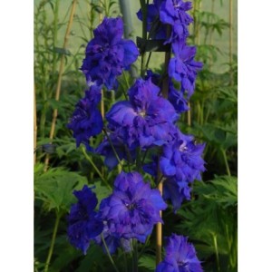 ostróżka wyniosła (Delphinium elatum New Millennium) Pagan Purples- Świat bylin - sklep internetowy