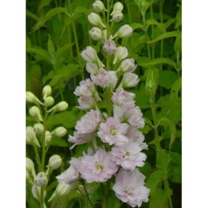 ostróżka wyniosła (Delphinium elatum New Millennium) Pink Blush- Świat bylin - sklep internetowy