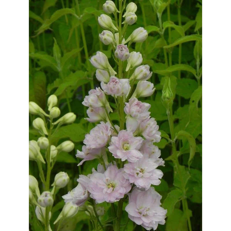 ostróżka wyniosła (Delphinium elatum New Millennium) Pink Blush- Świat bylin - sklep internetowy