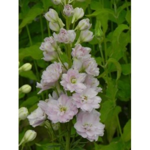 ostróżka wyniosła (Delphinium elatum New Millennium) Pink Blush- Świat bylin - sklep internetowy