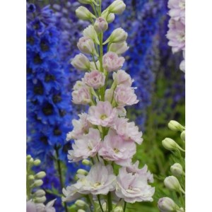 ostróżka wyniosła (Delphinium elatum New Millennium) Pink Blush- Świat bylin - sklep internetowy