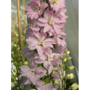 ostróżka wyniosła (Delphinium elatum New Millennium) Pink Blush- Świat bylin - sklep internetowy