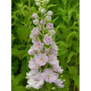 ostróżka wyniosła (Delphinium elatum New Millennium) Pink Blush- Świat bylin - sklep internetowy