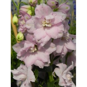 ostróżka wyniosła (Delphinium elatum New Millennium) Pink Blush- Świat bylin - sklep internetowy