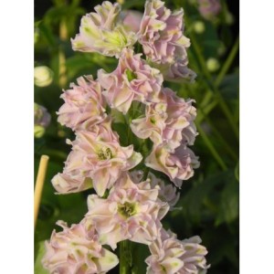 ostróżka wyniosła (Delphinium elatum New Millennium) Pink Blush- Świat bylin - sklep internetowy