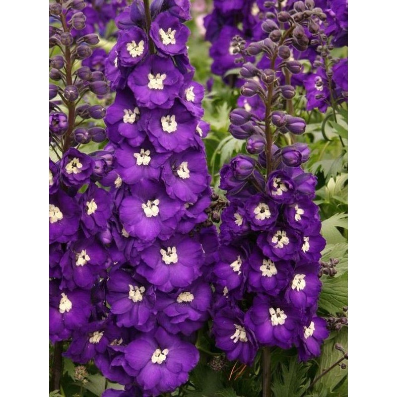 ostróżka wyniosła (Delphinium elatum New Millennium) Purple Passion- Świat bylin - sklep internetowy