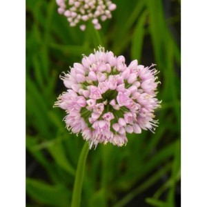czosnek kątowaty (Allium angulosum) Summer Beauty- Świat bylin - sklep internetowy