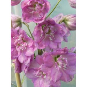 ostróżka wyniosła (Delphinium elatum New Millennium) Sweethearts- Świat bylin - sklep internetowy