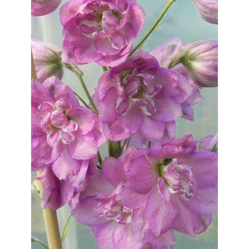 ostróżka wyniosła (Delphinium elatum New Millennium) Sweethearts- Świat bylin - sklep internetowy