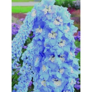 ostróżka ogrodowa (Delphinium x cultorum Magic Fountain) Sky Blue White Bee- Świat bylin - sklep internetowy
