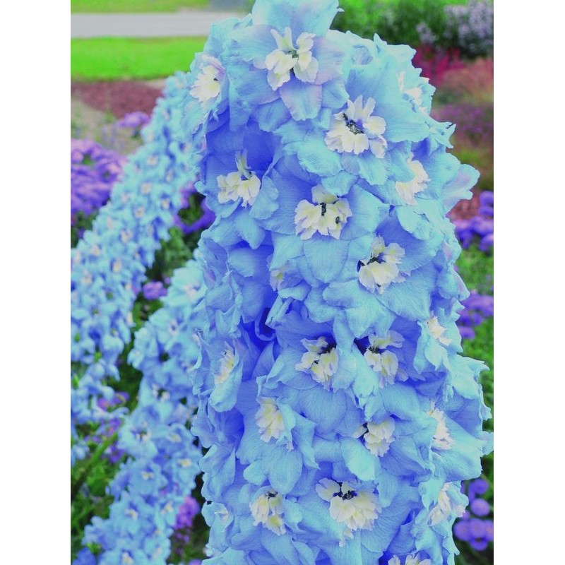ostróżka ogrodowa (Delphinium x cultorum Magic Fountain) Sky Blue White Bee- Świat bylin - sklep internetowy