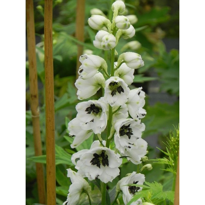 ostróżka ogrodowa (Delphinium x cultorum Magic Fountain) White Dark Bee- Świat bylin - sklep internetowy