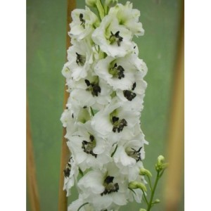ostróżka ogrodowa (Delphinium x cultorum Magic Fountain) White Dark Bee- Świat bylin - sklep internetowy