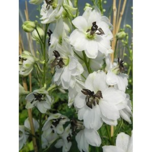 ostróżka ogrodowa (Delphinium x cultorum Magic Fountain) White Dark Bee- Świat bylin - sklep internetowy