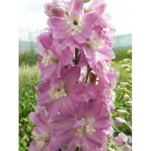 ostróżka ogrodowa (Delphinium x cultorum Pacific-Hybrids) Astolat Premium- Świat bylin - sklep internetowy