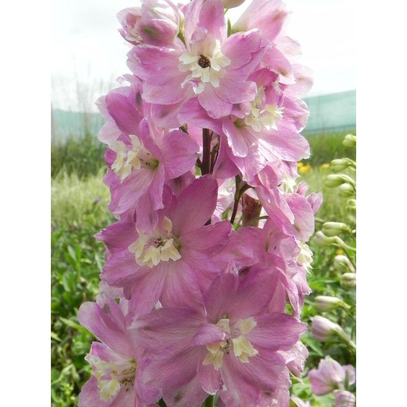 ostróżka ogrodowa (Delphinium x cultorum Pacific-Hybrids) Astolat Premium- Świat bylin - sklep internetowy