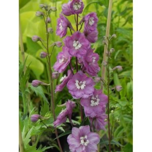ostróżka ogrodowa (Delphinium x cultorum Pacific-Hybrids) Astolat Premium- Świat bylin - sklep internetowy